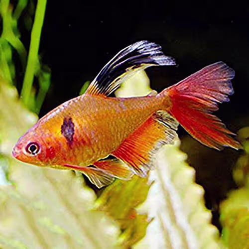 Veiltail Sharpae